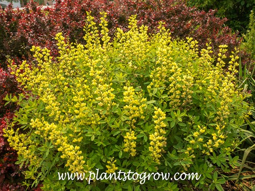 Carolina Moonlight Baptisia